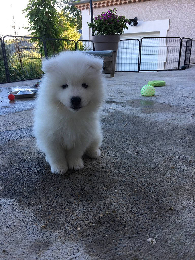 Freyja a rejoint le concours — aidez-le/la à gagner de superbes lots ! american_eskimo_dog, canidae, carnivore, companion_dog, dog, dog_breed, flowerpot, fur, german_spitz, german_spitz_klein, german_spitz_mittel, japanese_spitz, plant, samoyed, snout, spitz, sporting_group, tail, volpino_italiano, working_animal