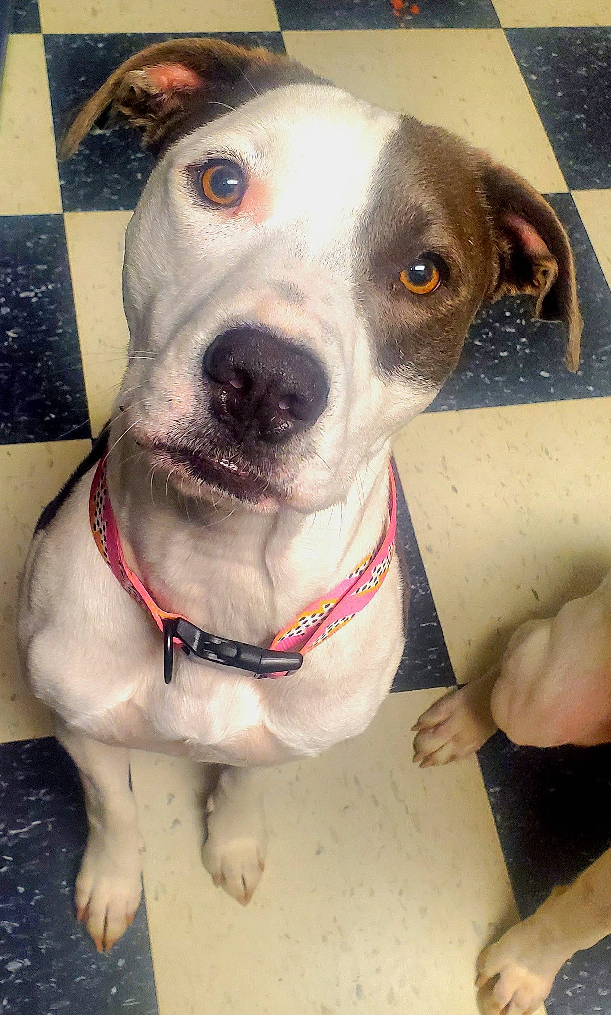 Maggie joined the competition — help win amazing prizes! canidae, carnivore, collar, companion_dog, dog, dog_breed, dog_collar, dog_supply, fawn, fur, leash, metal, non_sporting_group, pet_supply, snout, sporting_group, whiskers, working_animal