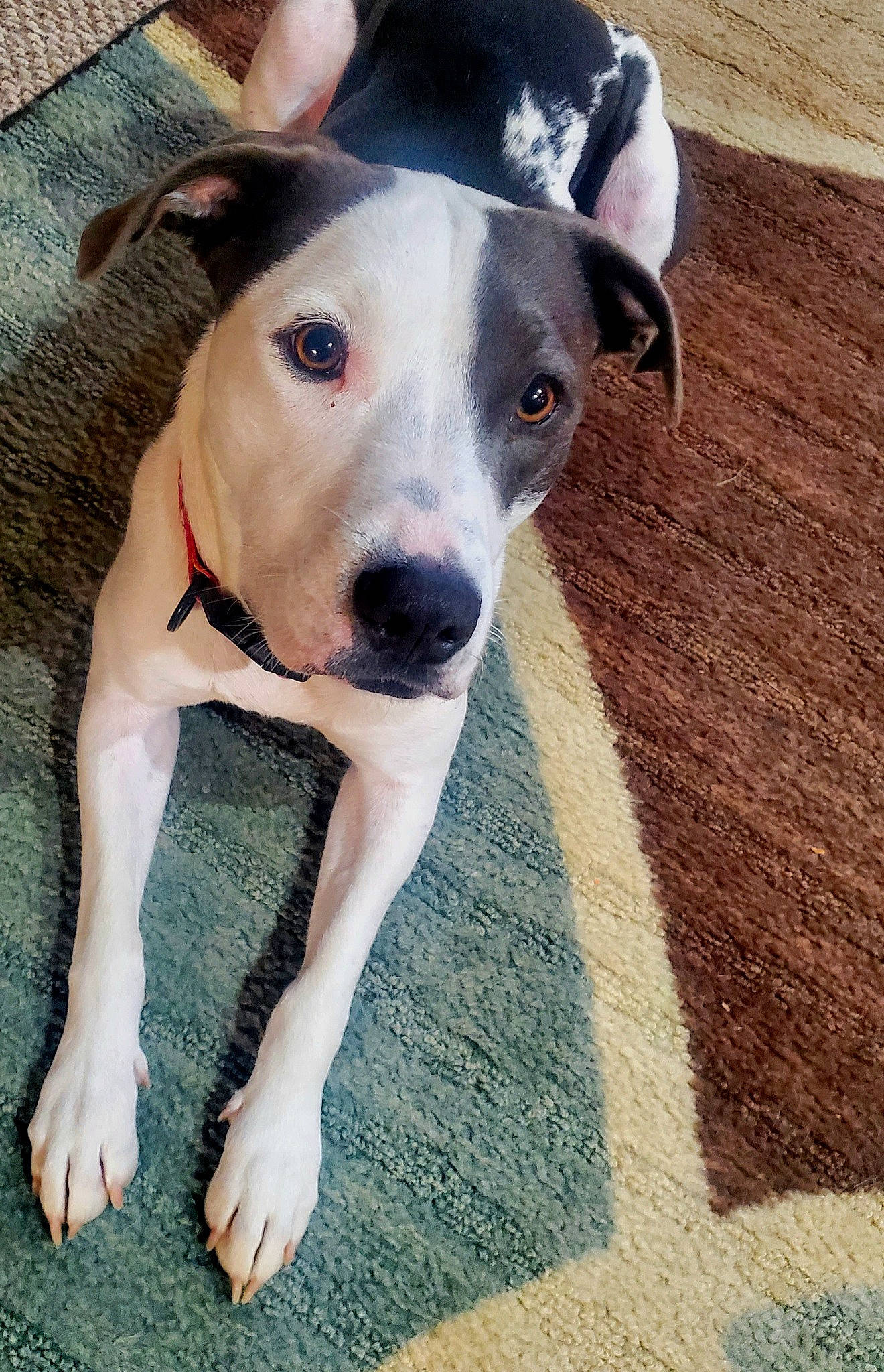 Maggie is registered to the contest to win money with this photo: canidae, carnivore, collar, companion_dog, dog, dog_breed, dog_collar, dog_supply, fawn, non_sporting_group, pet_supply, snout, sporting_group, whiskers, working_animal