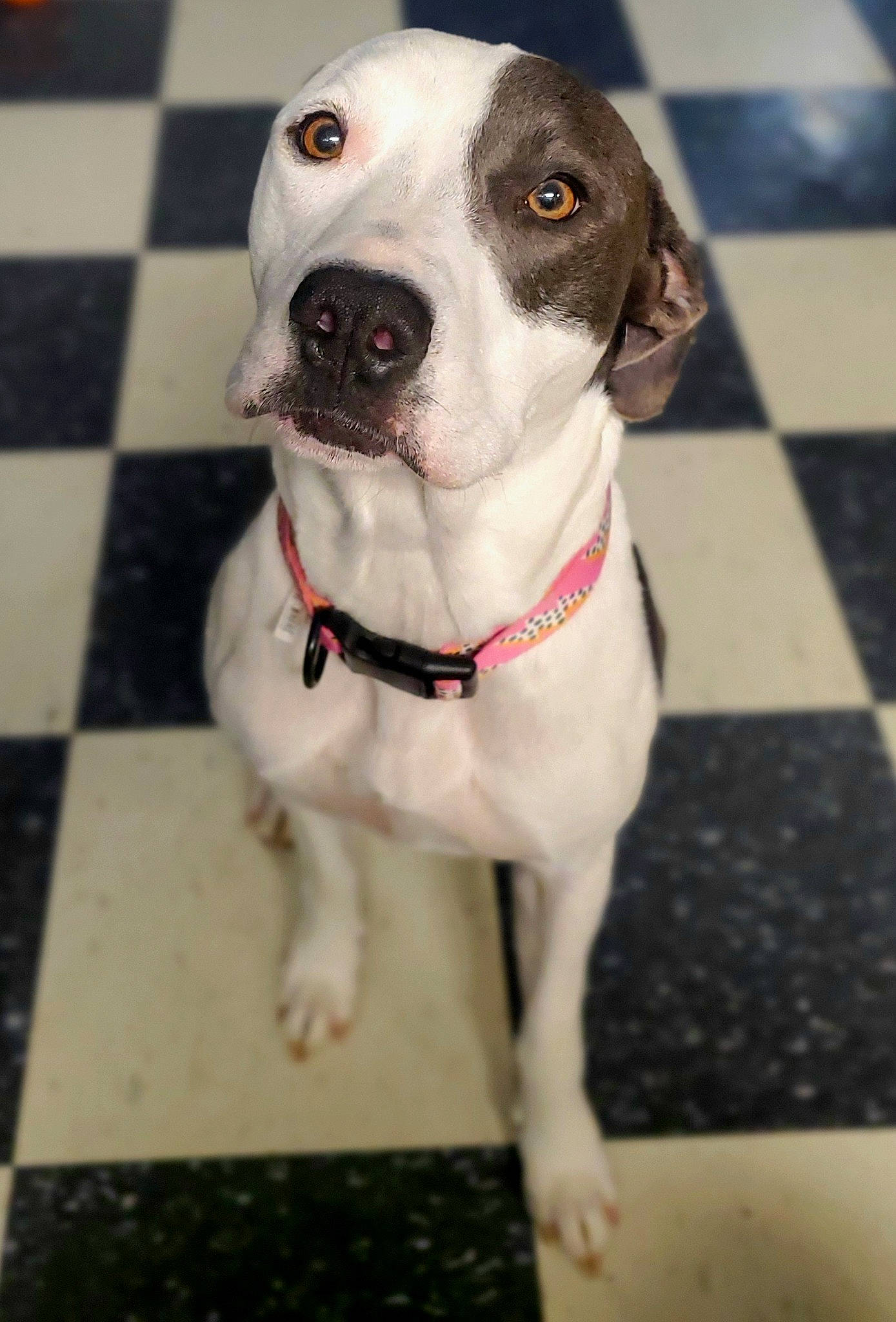 Maggie is registered to the contest to win money with this photo: carnivore, collar, companion_dog, dog, dog_breed, dog_collar, dog_supply, flooring, fur, great_dane, guard_dog, leash, non_sporting_group, pet_supply, snout, whiskers, working_animal, working_dog