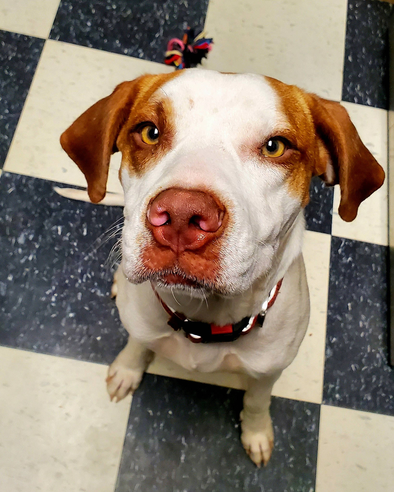 Lily joined the competition — help win amazing prizes! canidae, carnivore, circle, collar, companion_dog, dog, dog_breed, dog_collar, fawn, flooring, fur, hunting_dog, leash, liver, non_sporting_group, pet_supply, snout, sporting_group, whiskers, working_animal