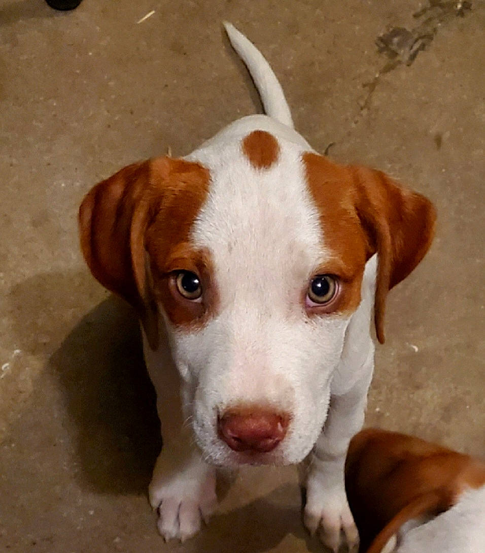 Lily joined the competition — help win amazing prizes! canidae, carnivore, collar, companion_dog, dog, dog_breed, fawn, fur, hunting_dog, ingredient, liver, snout, sporting_group, tableware, whiskers, working_animal