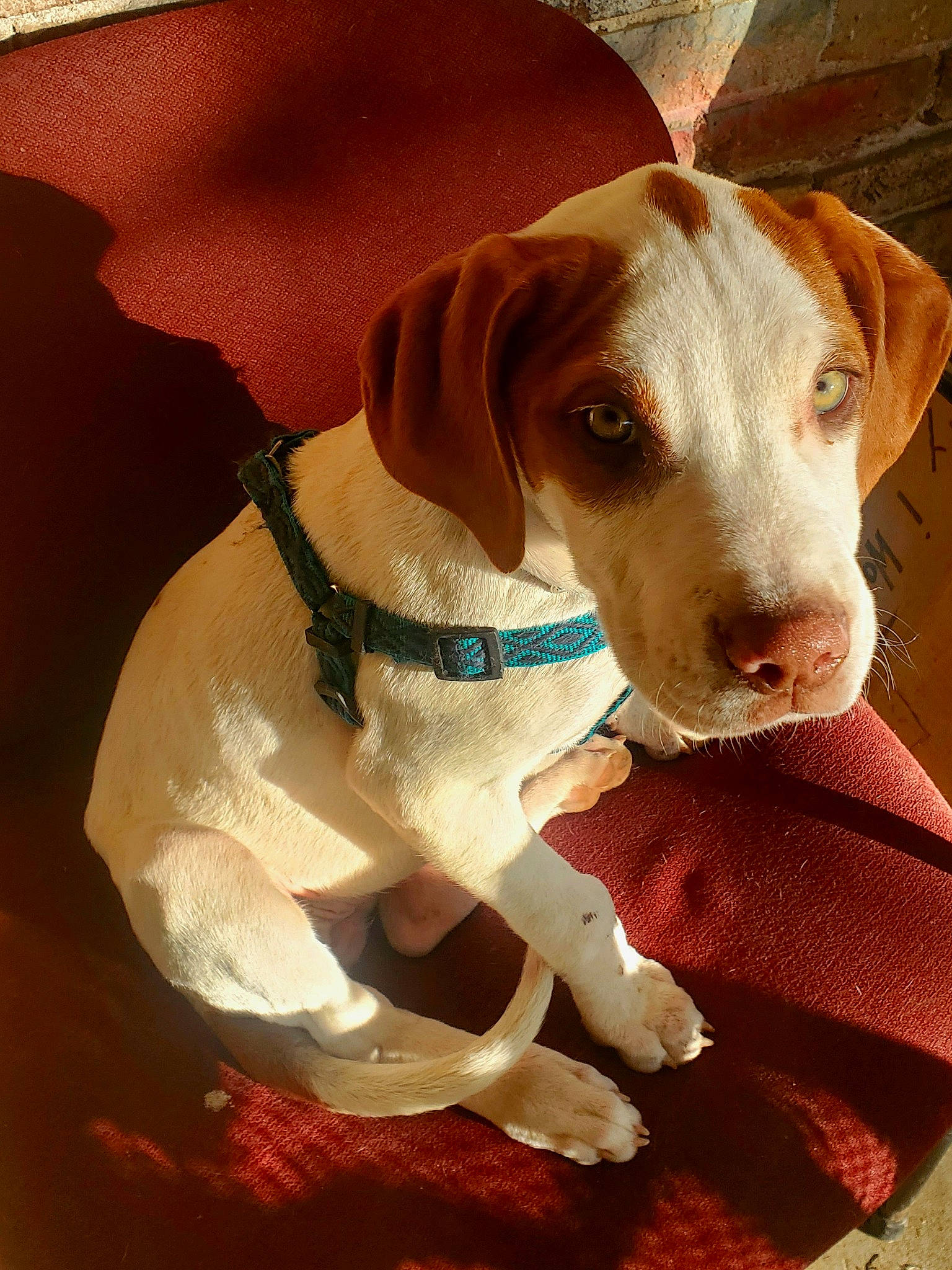 Lily joined the competition — help win amazing prizes! canidae, carnivore, circle, collar, companion_dog, dog, dog_breed, dog_collar, dog_supply, fawn, gun_dog, hound, hunting_dog, liver, pet_supply, scent_hound, snout, sporting_group, whiskers, working_animal