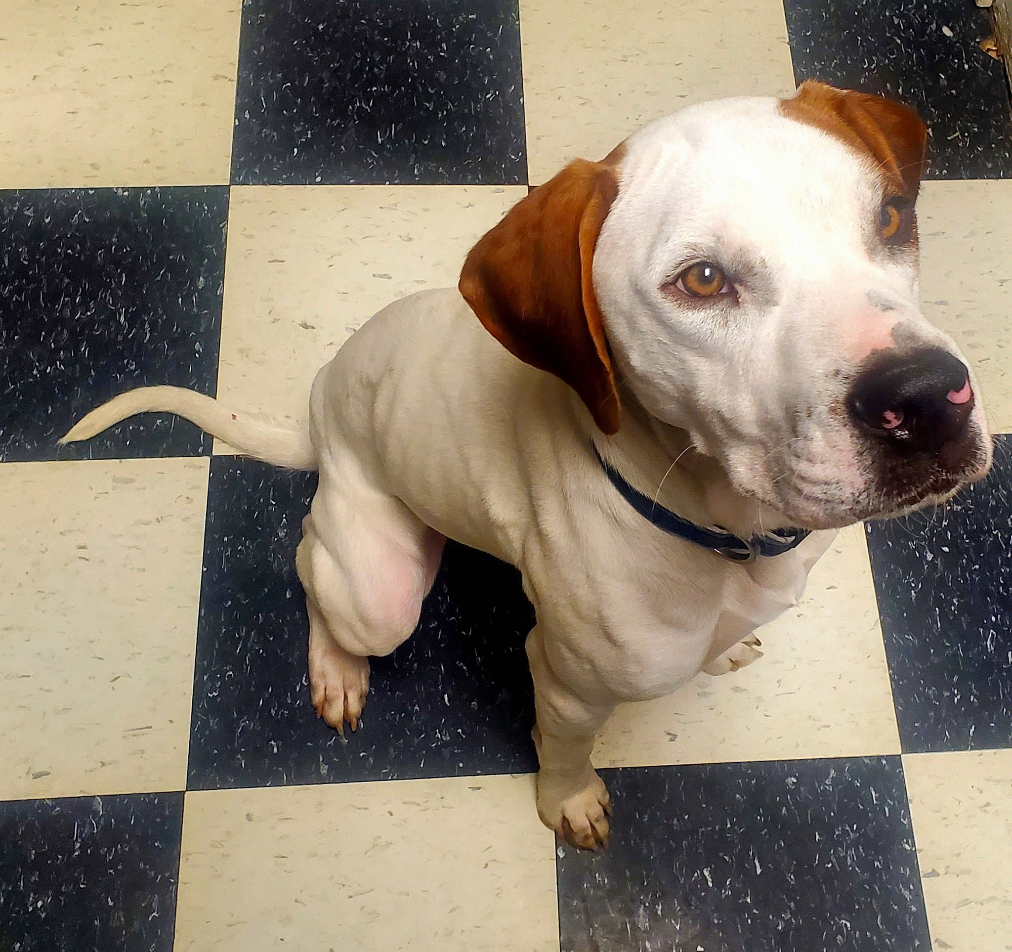 Memphis is registered to the contest to win money with this photo: canidae, carnivore, collar, companion_dog, concrete, dog, dog_breed, dog_collar, fawn, flooring, leash, liver, manhole, manhole_cover, pet_supply, road_surface, snout, sporting_group, whiskers, working_animal