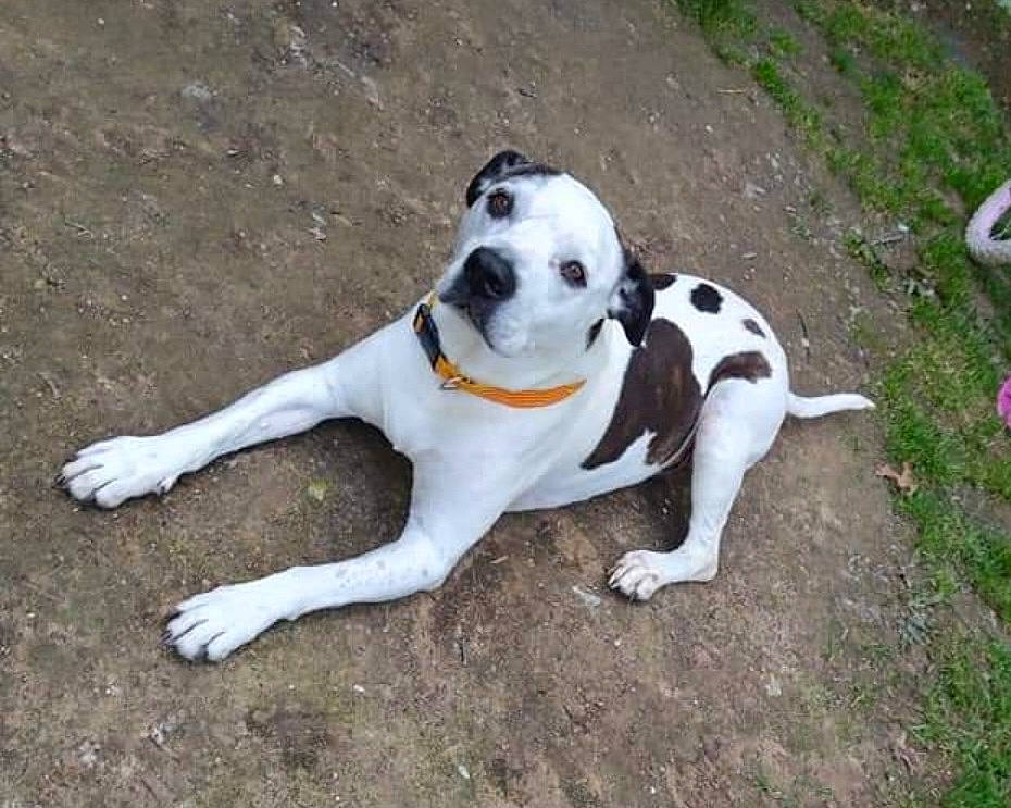 Jeffrey joined the competition — help win amazing prizes! canidae, carnivore, collar, companion_dog, dog, dog_breed, dog_collar, dog_supply, fawn, grass, hunting_dog, non_sporting_group, paw, plant, snout, sporting_group, tail, terrestrial_animal, working_animal, working_dog