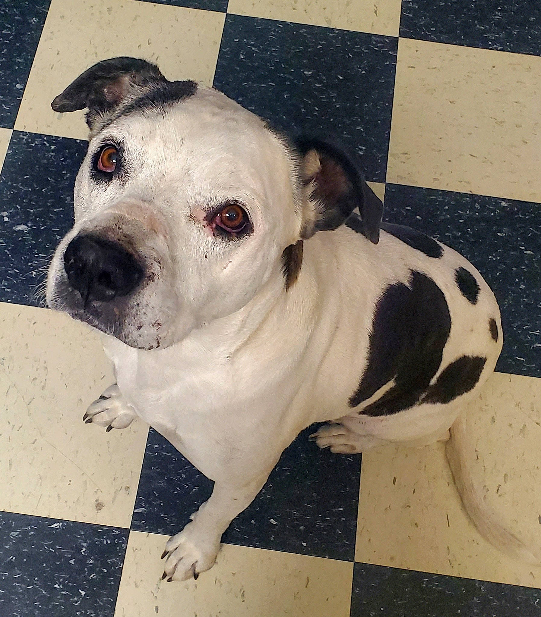 Jeffrey joined the competition — help win amazing prizes! ancient_dog_breeds, carnivore, collar, companion_dog, dog, dog_breed, dog_collar, ear, fawn, flooring, metal, non_sporting_group, road_surface, snout, sporting_group, toy_dog, whiskers, working_animal