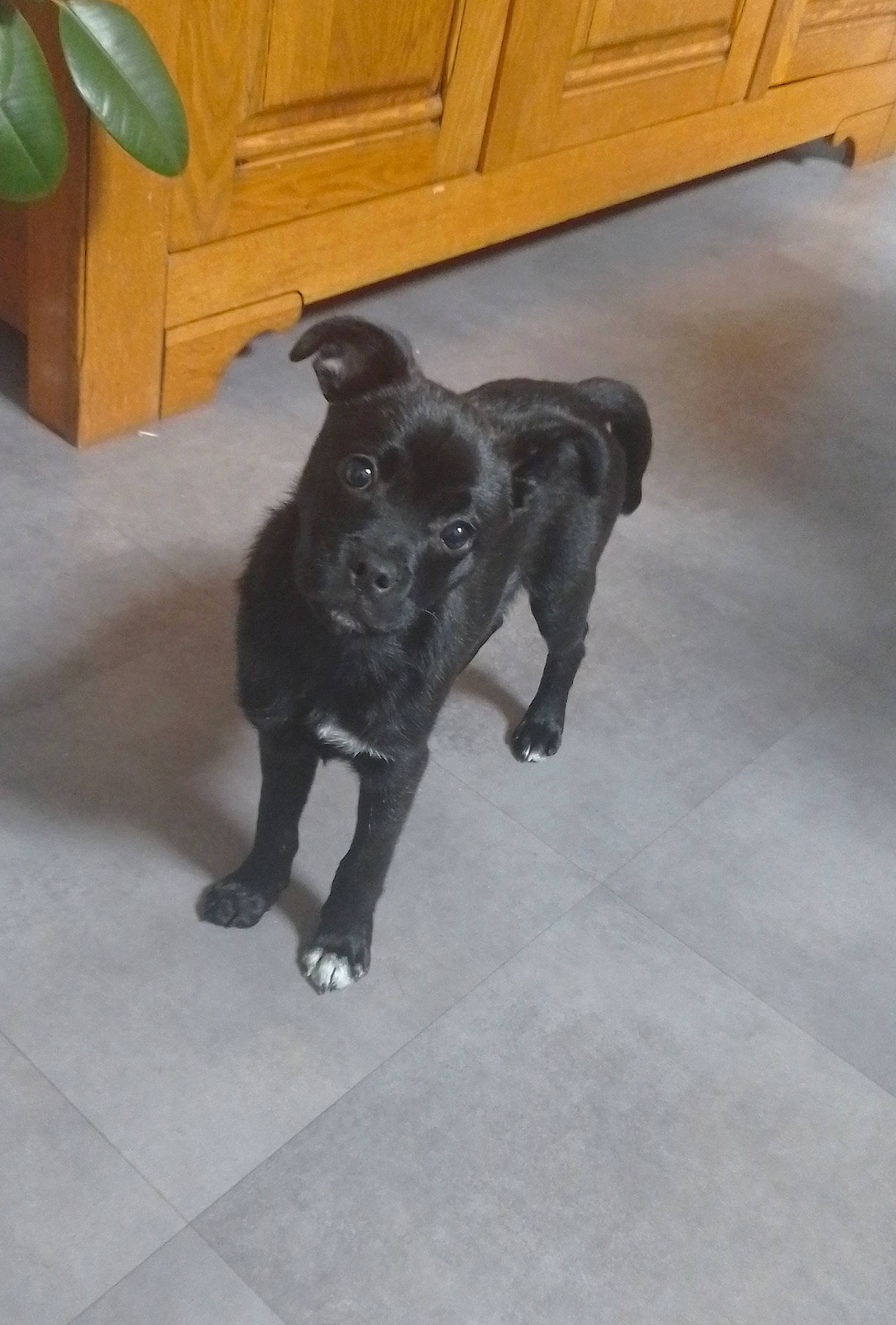 Twix a rejoint le concours — aidez-le/la à gagner de superbes lots ! borador, canidae, carnivore, companion_dog, dog, dog_breed, fawn, floor, flooring, fur, hardwood, liver, puppy, snout, sporting_group, tail, terrestrial_animal, wood, wood_stain, working_animal