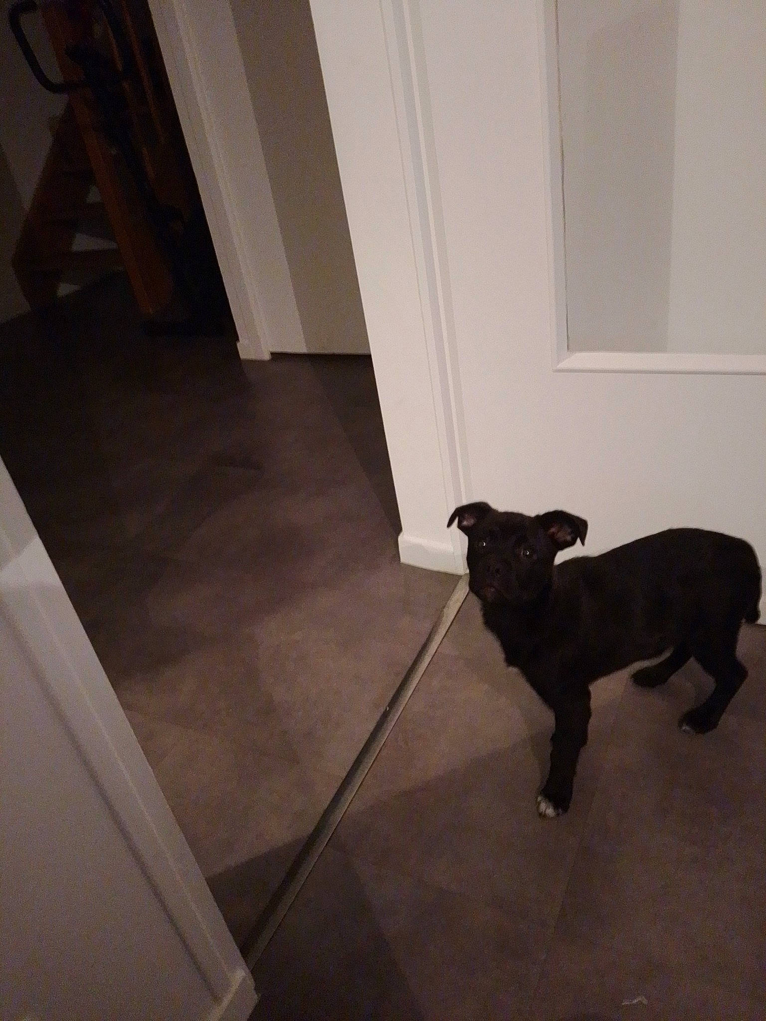 Twix a rejoint le concours — aidez-le/la à gagner de superbes lots ! carnivore, companion_dog, dog, dog_breed, door, fawn, floor, flooring, hardwood, home_door, laminate_flooring, room, shadow, sporting_group, tail, tints_and_shades, wood, wood_flooring, wood_stain, working_animal