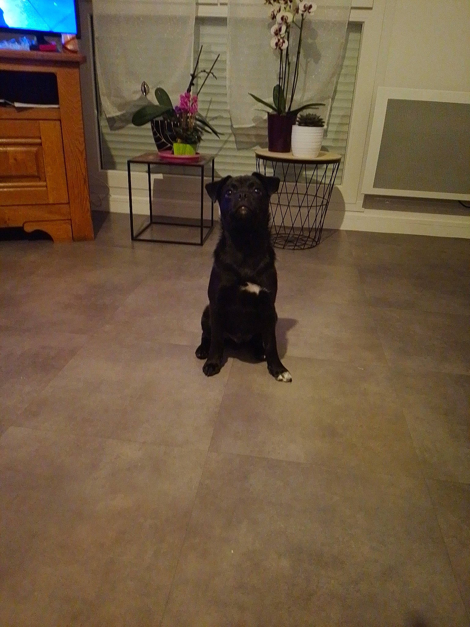 Twix a rejoint le concours — aidez-le/la à gagner de superbes lots ! analog_television, cabinetry, carnivore, companion_dog, dog, dog_breed, door, fawn, felidae, floor, flooring, flowerpot, hardwood, house, houseplant, interior_design, plant, table, television, wood