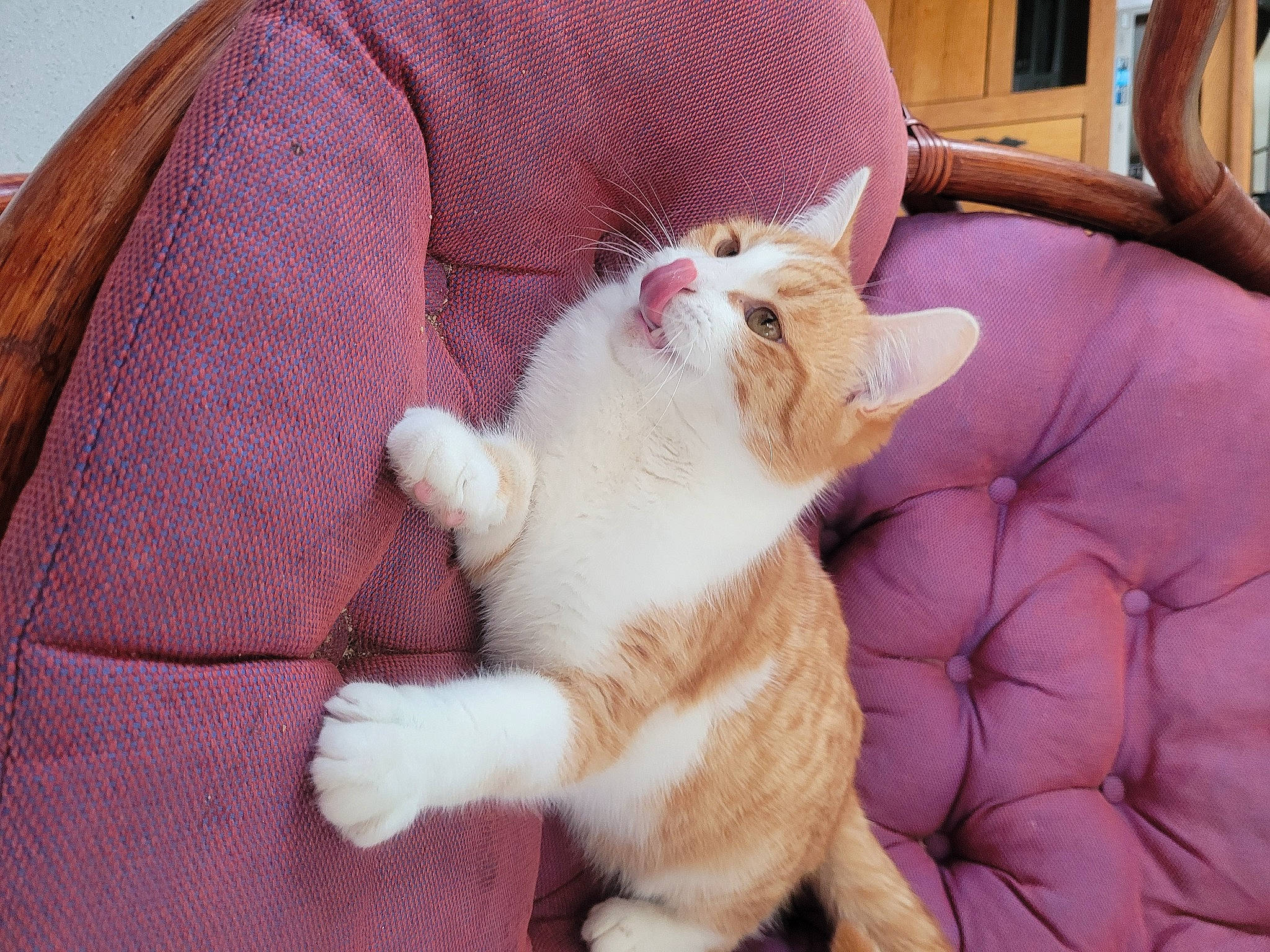 Tintin a rejoint le concours — aidez-le/la à gagner de superbes lots ! canidae, carnivore, cat, claw, comfort, companion_dog, domestic_short_haired_cat, fawn, felidae, foot, fur, human_leg, lap, linens, nap, paw, small_to_medium_sized_cats, snout, tail, whiskers