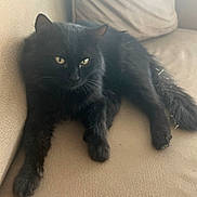 Shadow is registered to the contest to win money with this photo: cat, black_cat, pet, animal, feline, indoor, couch, furniture, relaxing, laying_down, fur, whiskers, tail, paws, eyes, domestic_animal, cozy, resting, cute, companion