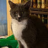 cat, grey_cat, white_fur, pet, animal, indoor, kitchen, spices, jars, wooden_shelf, curious, feline, closeup, whiskers, ears, eyes, fur, domestic, household, quiet