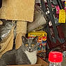 cat, gray_cat, cardboard_box, fragile_label, yellow_eyes, cat_tree, household_items, cluttered_background, plastic_bottle, red_cap, indoor, pet, feline, curious, sitting, box, furniture, storage, container, domestic
