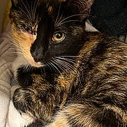 Trixie is registered to the contest to win money with this photo: cat, tortoiseshell, feline, pet, fur, whiskers, close_up, animal, cute, relaxed, indoor, cozy, sleepy, soft, domestic_animal, portrait, curled_up, resting, eyes, paw