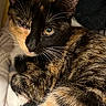 cat, tortoiseshell, feline, pet, fur, whiskers, close_up, animal, cute, relaxed, indoor, cozy, sleepy, soft, domestic_animal, portrait, curled_up, resting, eyes, paw