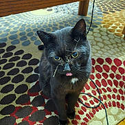 Soot is registered to the contest to win money with this photo: animal, black_cat, blep, carpet, cat, close_up, cord, curious, cute, domestic_cat, eyes, feline, floor, indoor, patterned_rug, pet, sitting, tongue_out, whiskers, wooden_table