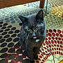 animal, black_cat, blep, carpet, cat, close_up, cord, curious, cute, domestic_cat, eyes, feline, floor, indoor, patterned_rug, pet, sitting, tongue_out, whiskers, wooden_table