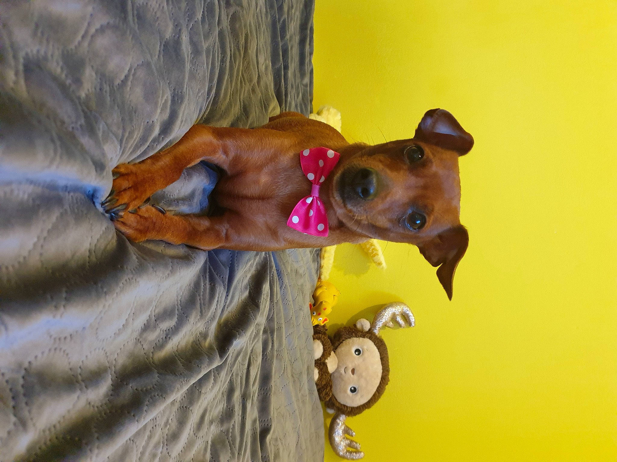 Mugen a rejoint le concours — aidez-le/la à gagner de superbes lots ! adventure, canidae, carnivore, collar, companion_dog, dog, dog_breed, dog_collar, elbow, eyewear, fashion_accessory, fawn, fun, recreation, smile, snout, sporting_group, sunglasses, wood, working_animal