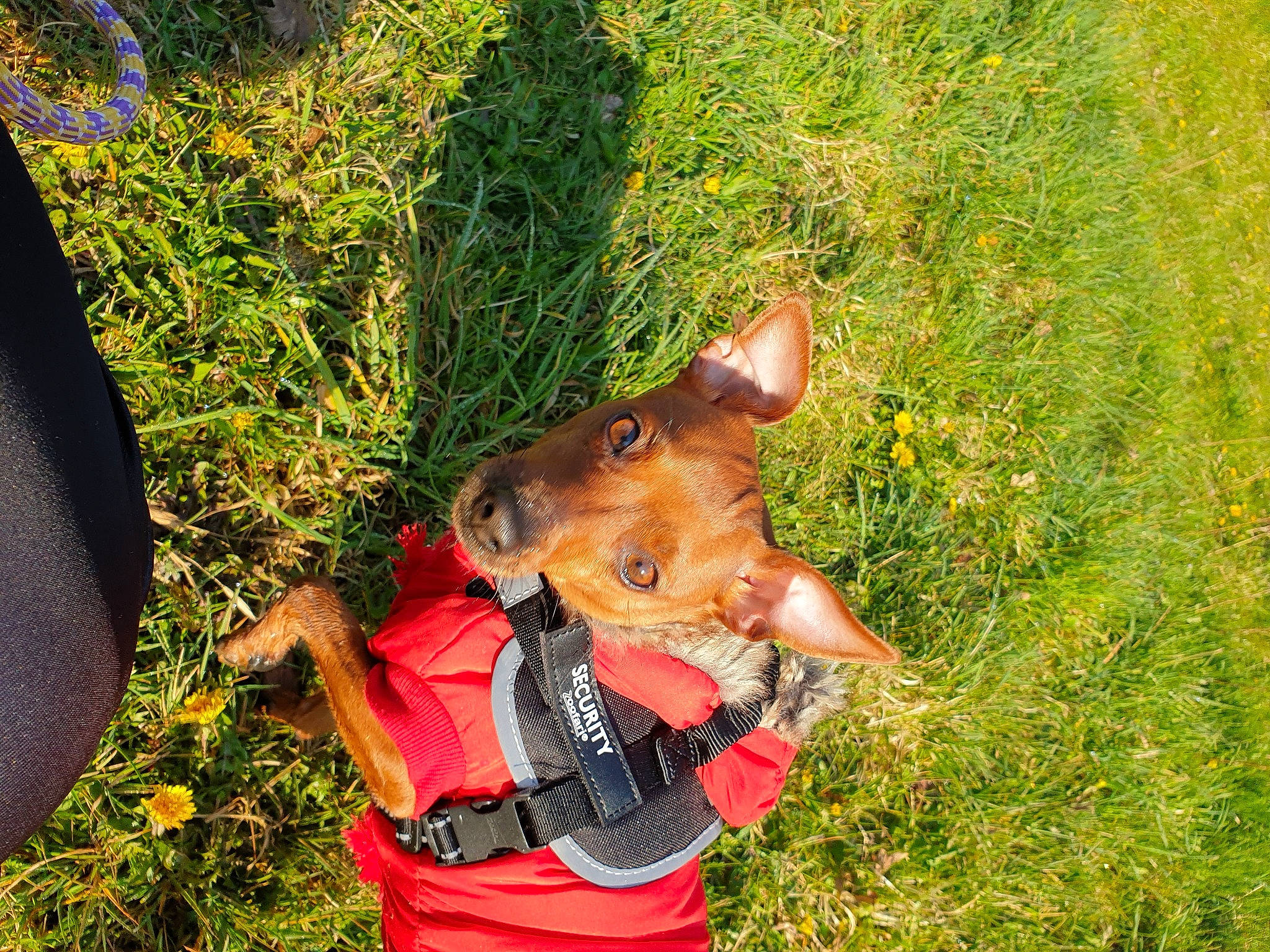 Mugen participe au concours pour gagner de l'argent avec cette photo : adventure, carnivore, collar, companion_dog, dog, dog_breed, dog_clothes, dog_collar, fashion_accessory, fawn, flower, grass, grass_family, happy, hat, people_in_nature, plant, recreation, snout, working_animal