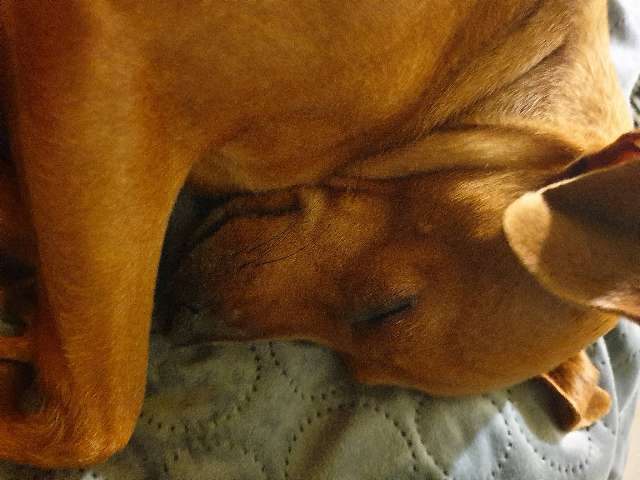 Mugen a rejoint le concours — aidez-le/la à gagner de superbes lots ! canidae, carnivore, close_up, comfort, companion_dog, dog, dog_breed, ear, fawn, foot, human_leg, liver, snout, sporting_group, terrestrial_animal, trunk, whiskers, wood, working_animal, wrinkle