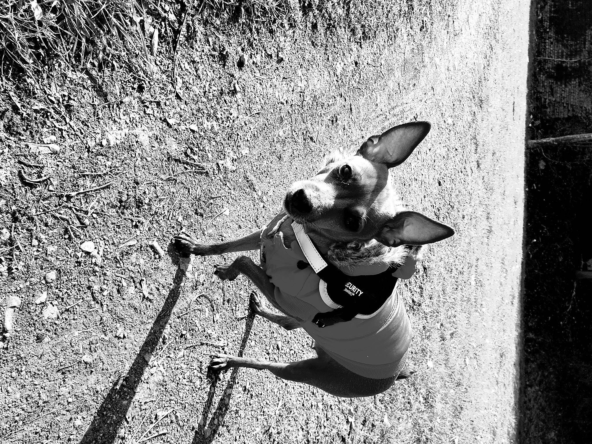 Mugen a rejoint le concours — aidez-le/la à gagner de superbes lots ! black_and_white, canidae, carnivore, companion_dog, dog, dog_breed, eyewear, fawn, grass, grey, monochrome, monochrome_photography, shadow, snout, sporting_group, style, tail, tints_and_shades, toy_dog, whiskers