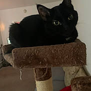 Hades is registered to the contest to win money with this photo: black_cat, cat_tree, indoor, pet, feline, animal, fur, ears, whiskers, eyes, home, living_room, furniture, cozy, scratched, soft, relaxed, domestic_cat, cute, resting