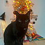 Hades joined the competition — help win amazing prizes! black_cat, cat, pet, animal, christmas_tree, holiday_lights, bokeh, indoor, decorations, festive, ornaments, wooden_surface, green_eyes, cute, feline, domestic_cat, holiday_season, blurred_background, soft_lighting, cozy