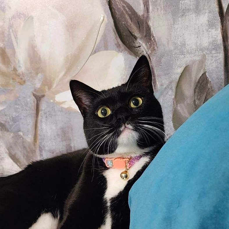 Luna is registered to the contest to win money with this photo: alert, animal, bell, black_and_white, blue_cushion, cat, close_up, collar, cushion, cute, domestic_cat, feline, floral_wallpaper, fur, indoor, pet, resting, tuxedo_cat, whiskers, wide_eyes
