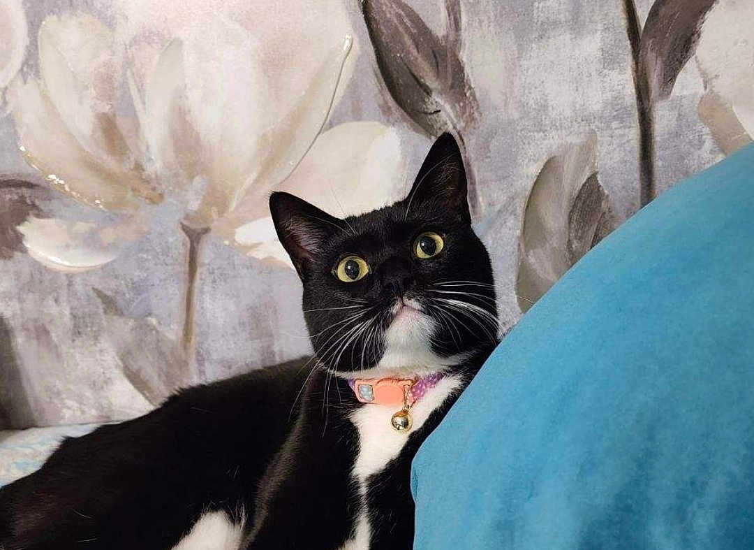 Luna is registered to the contest to win money with this photo: cat, tuxedo_cat, black_and_white, wide_eyes, collar, bell, indoor, cushion, blue_cushion, floral_wallpaper, pet, feline, whiskers, resting, alert, domestic_cat, close_up, cute, animal, fur