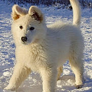 Argos participe au concours pour gagner de l'argent avec cette photo : dog, puppy, white_fur, snow, outdoor, animal, cute, fluffy, playful, winter, nature, pet, canine, young, fur, tail, ears, walking, cold, daylight
