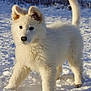 dog, puppy, white_fur, snow, outdoor, animal, cute, fluffy, playful, winter, nature, pet, canine, young, fur, tail, ears, walking, cold, daylight