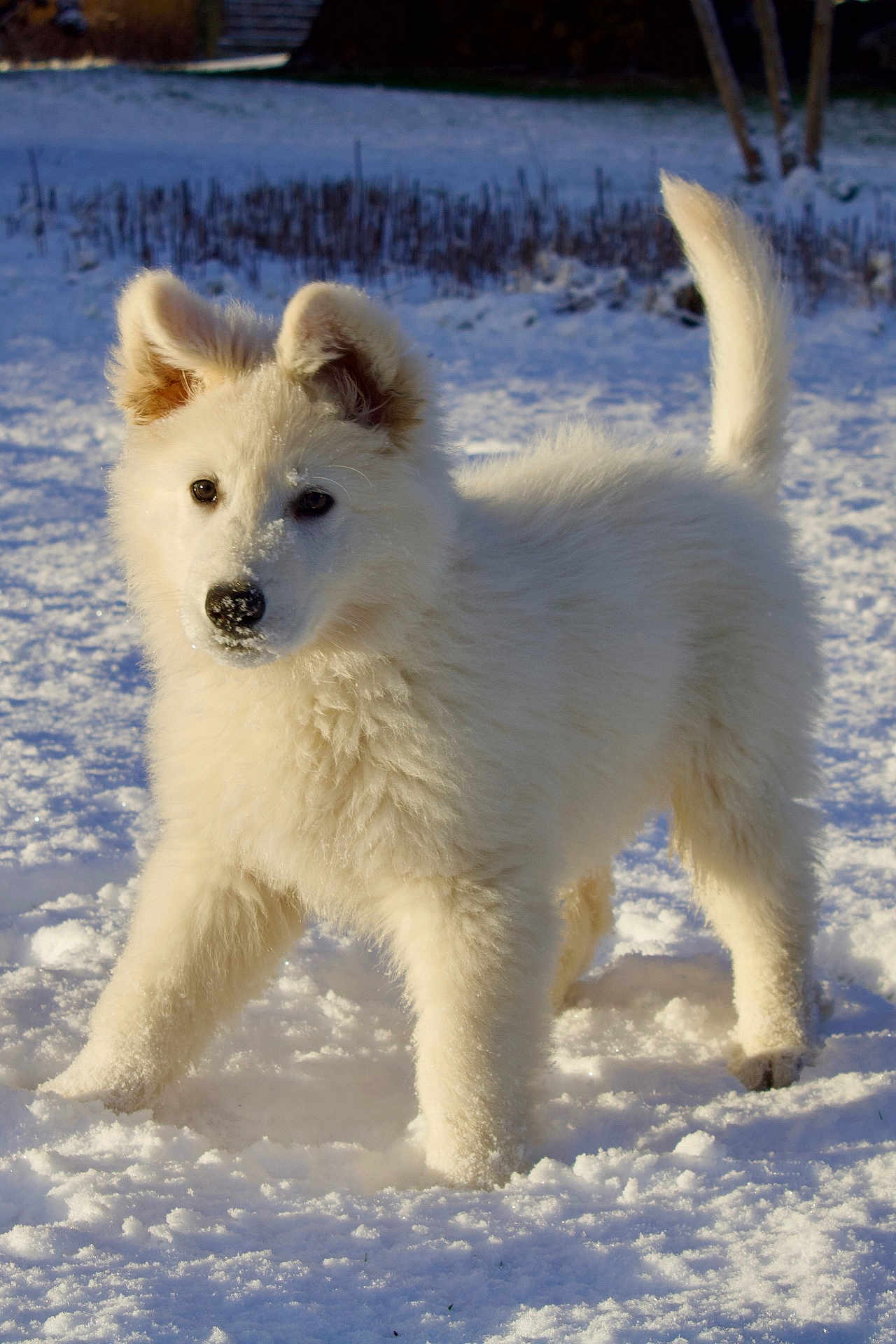 Argos participe au concours pour gagner de l'argent avec cette photo : dog, puppy, white_fur, snow, outdoor, animal, cute, fluffy, playful, winter, nature, pet, canine, young, fur, tail, ears, walking, cold, daylight