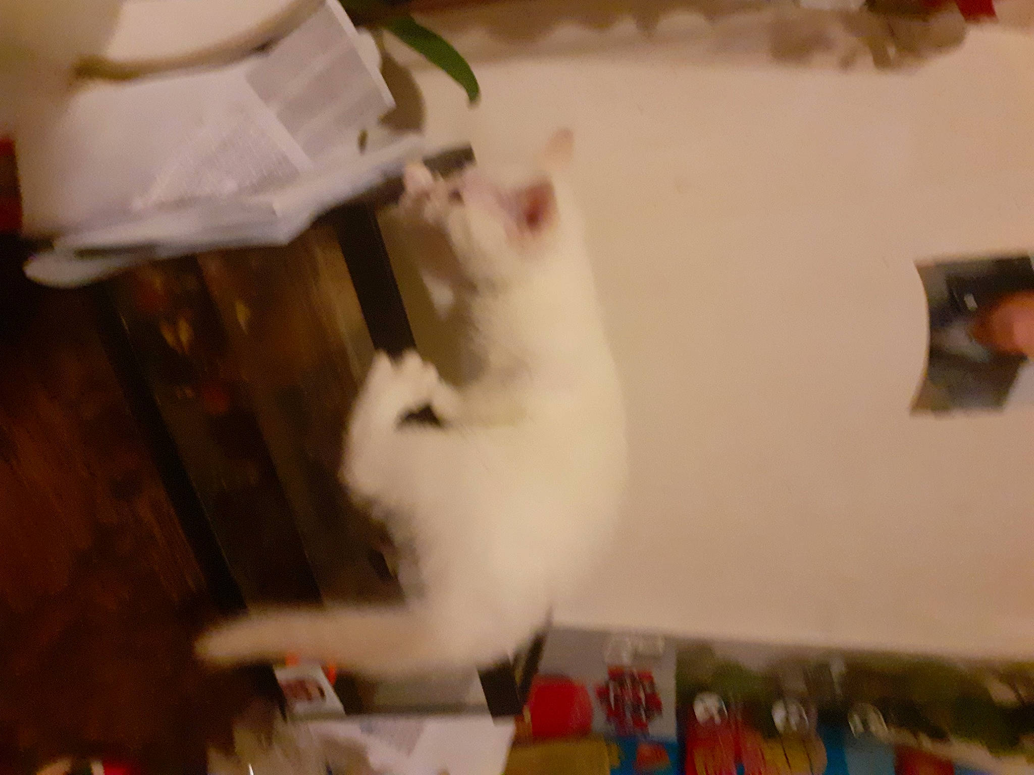 Blanche a rejoint le concours — aidez-le/la à gagner de superbes lots ! cat, domestic_short_haired_cat, felidae, fur, room, small_to_medium_sized_cats, tail, whiskers, wood