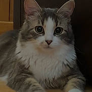 Chaussette participe au concours pour gagner de l'argent avec cette photo : cat, gray_cat, white_paws, fluffy_fur, lying_down, wooden_floor, indoor, pet, animal, cute, curious_eyes, whiskers, ears, face, front_paws, feline, mammal, domestic_animal, house_pet, resting