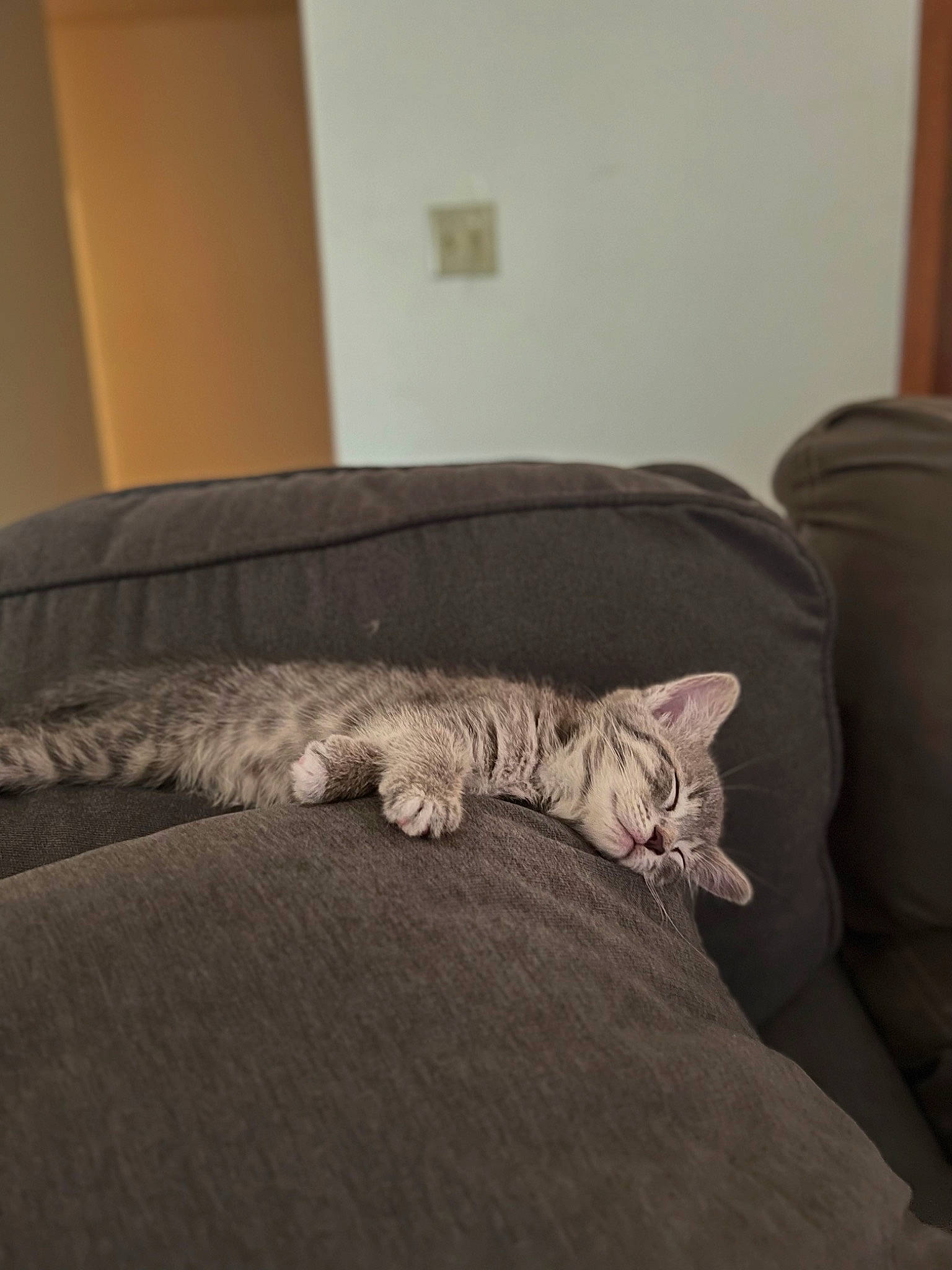 Ghost joined the competition — help win amazing prizes! carnivore, cat, comfort, couch, felidae, floor, flooring, fur, furniture, grey, hardwood, leg, linens, living_room, room, small_to_medium_sized_cats, snout, tail, whiskers, wood