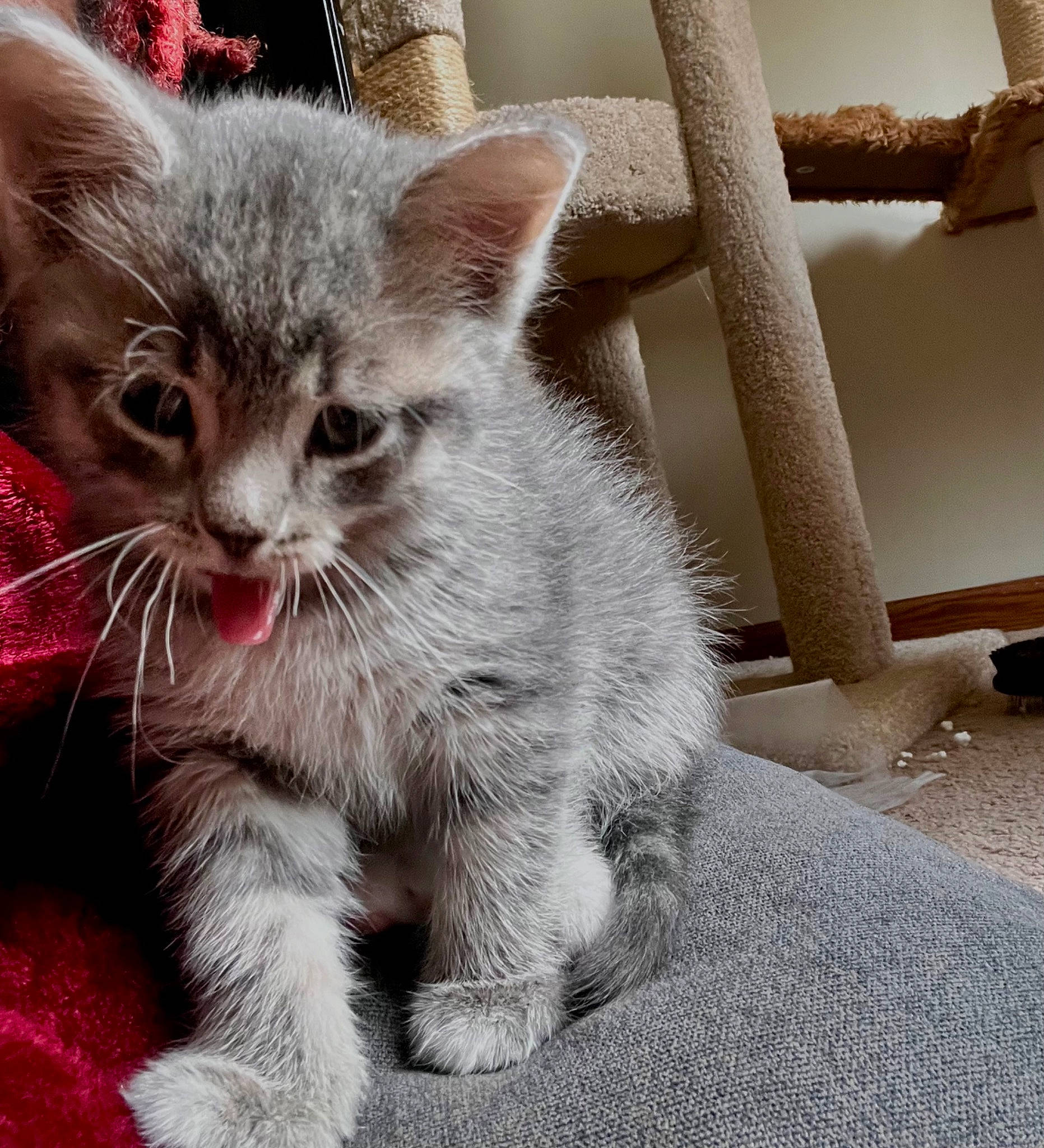 Ghost joined the competition — help win amazing prizes! carnivore, cat, cat_supply, claw, comfort, domestic_short_haired_cat, felidae, fur, paw, small_to_medium_sized_cats, snout, tail, terrestrial_animal, whiskers, window