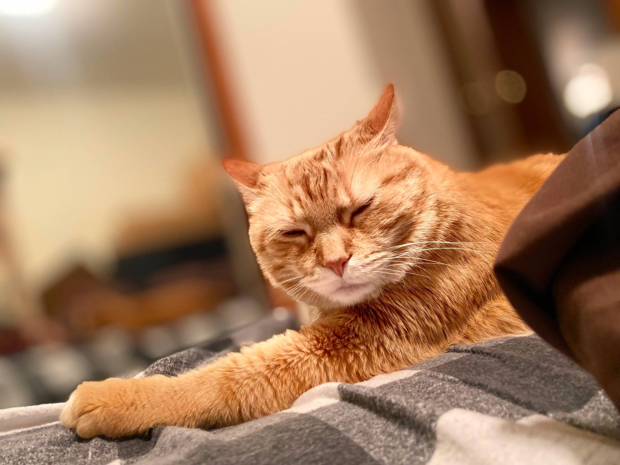 Kitty is registered to the contest to win money with this photo: carnivore, cat, claw, comfort, domestic_short_haired_cat, fawn, felidae, fur, nap, paw, sitting, small_to_medium_sized_cats, snout, tail, terrestrial_animal, whiskers, wildlife, wood