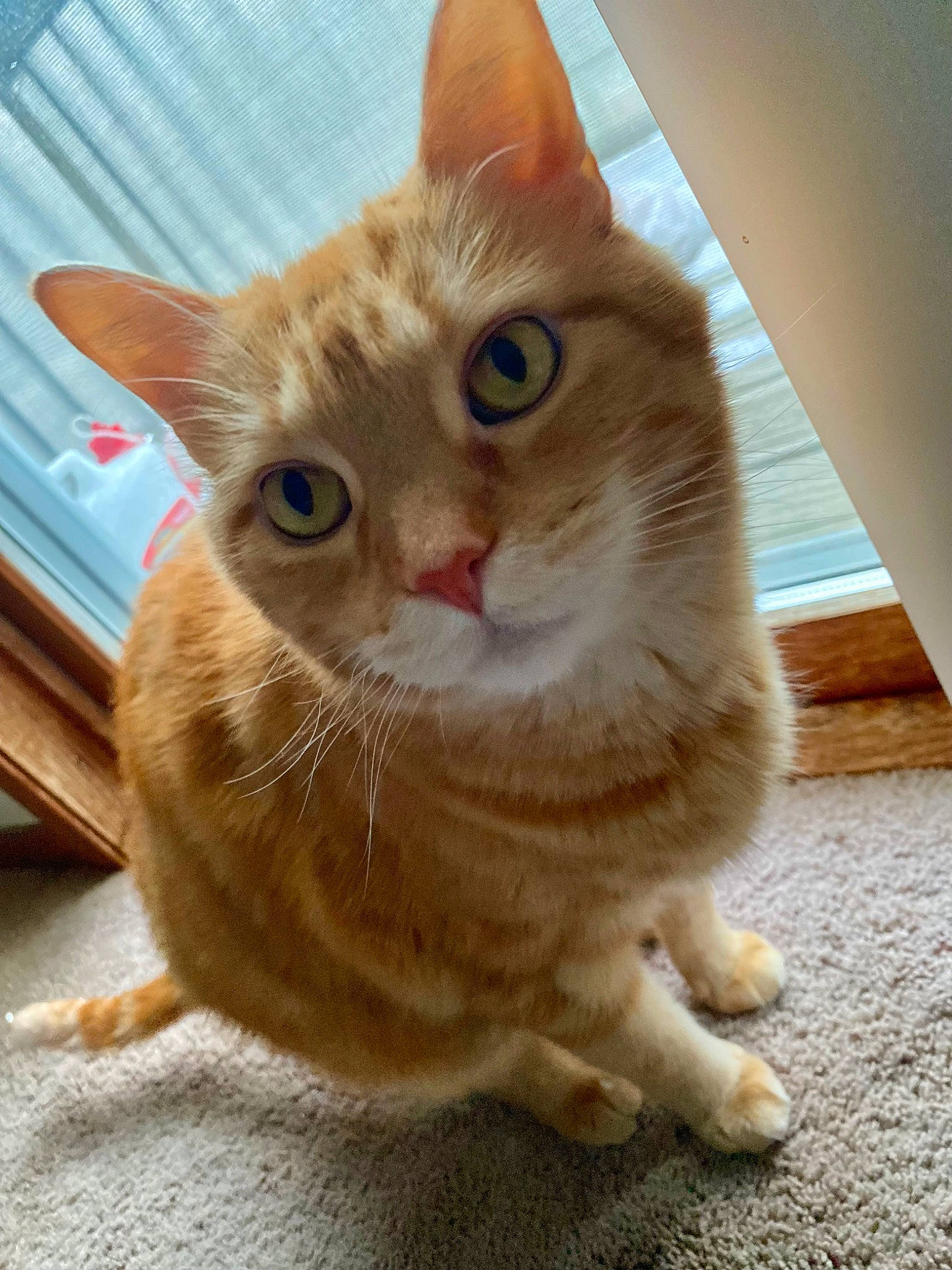 Kitty is registered to the contest to win money with this photo: carnivore, cat, cat_supply, claw, domestic_short_haired_cat, eye, fawn, felidae, flooring, foot, fur, paw, pet_supply, small_to_medium_sized_cats, snout, tail, whiskers, window, wood