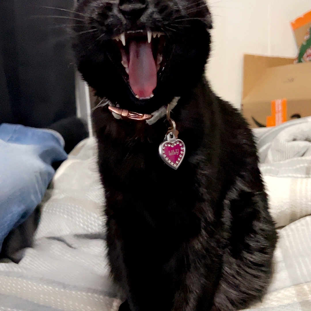Lily is registered to the contest to win money with this photo: animal, bed, black_cat, blanket, cat, collar, cute, domestic_cat, ears, feline, furniture, heart_tag, home, indoor, mouth_open, pet, resting, teeth, whiskers, yawning