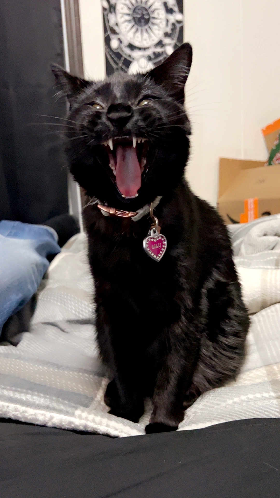 Lily