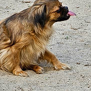 Blossom joined the competition — help win amazing prizes! dog, brown, fluffy, tongue_out, sitting, sand, outdoor, pet, canine, fur, playful, animal, ground, cute, small_dog, profile_view, nature, muzzle, ears, paw