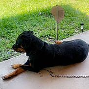 Xena joined the competition — help win amazing prizes! dog, rottweiler, animal, pet, outdoor, grass, porch, chain, concrete, leisure, resting, canine, side_view, daylight, yard, fence, tree, collar, quiet, relaxation