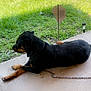 dog, rottweiler, animal, pet, outdoor, grass, porch, chain, concrete, leisure, resting, canine, side_view, daylight, yard, fence, tree, collar, quiet, relaxation