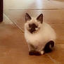 Dolliya joined the competition — help win amazing prizes! kitten, cat, siamese, indoor, floor, tile, pet, animal, cute, feline, small, young, sitting, curious, ears, whiskers, domestic, mammal, fur, quiet