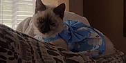 Dolliya is registered to the contest to win money with this photo: cat, pet, indoor, window, blinds, blanket, patterned, blue, floral, outfit, feline, resting, cozy, soft_light, home, animal, cute, domestic, relaxing, fur
