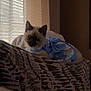 cat, pet, indoor, window, blinds, blanket, patterned, blue, floral, outfit, feline, resting, cozy, soft_light, home, animal, cute, domestic, relaxing, fur