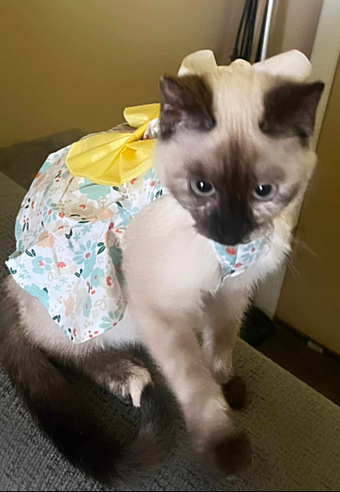 Dolliya joined the competition — help win amazing prizes! cat, animal, pet, clothing, dress, yellow_bow, floral_pattern, feline, cute, indoor, curious, sitting, fur, tail, ears, whiskers, domestic_animal, mammal, texture, soft_lighting