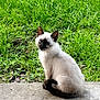 siamese_kitten, cat, kitten, pet, animal, outdoor, grass, greenery, concrete, young, cute, feline, small, sitting, looking, ears, tail, fur, nature, daylight