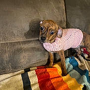Sweetpea is registered to the contest to win money with this photo: blanket, brindle, brown, canine, colorful, comfort, couch, cozy, curious, dog, furniture, indoor, knitted, pet, pink, small_dog, striped, sweater, texture, warm