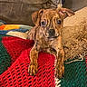 puppy, dog, brindle, blanket, knitted, couch, pillow, indoor, pet, young, cute, resting, fur, ears, front_paws, looking, cozy, home, animal, companion